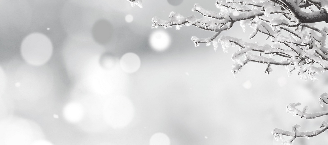 close up image of tree branch covered in show and ice