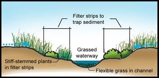 Filter strips to trap sediment. Stiff-stemmed plants in filter strips. Grassed waterway in the center. Flexible grass in channel.
